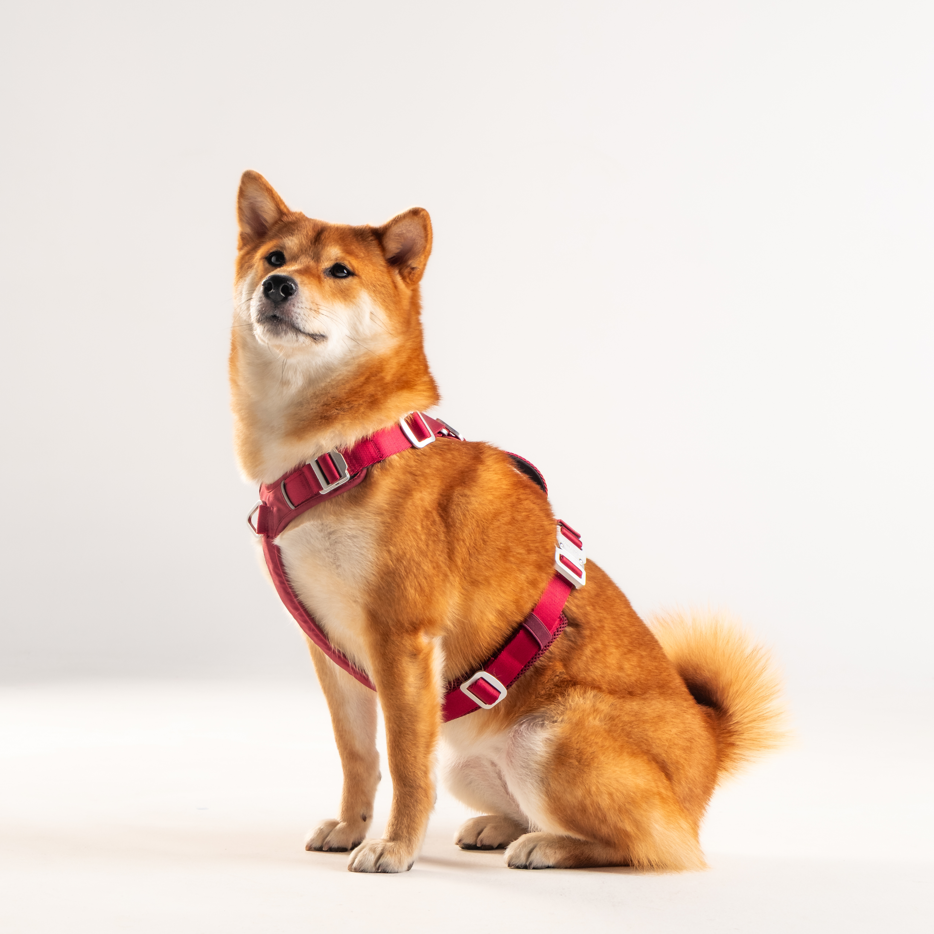 Y Harness Signature Red