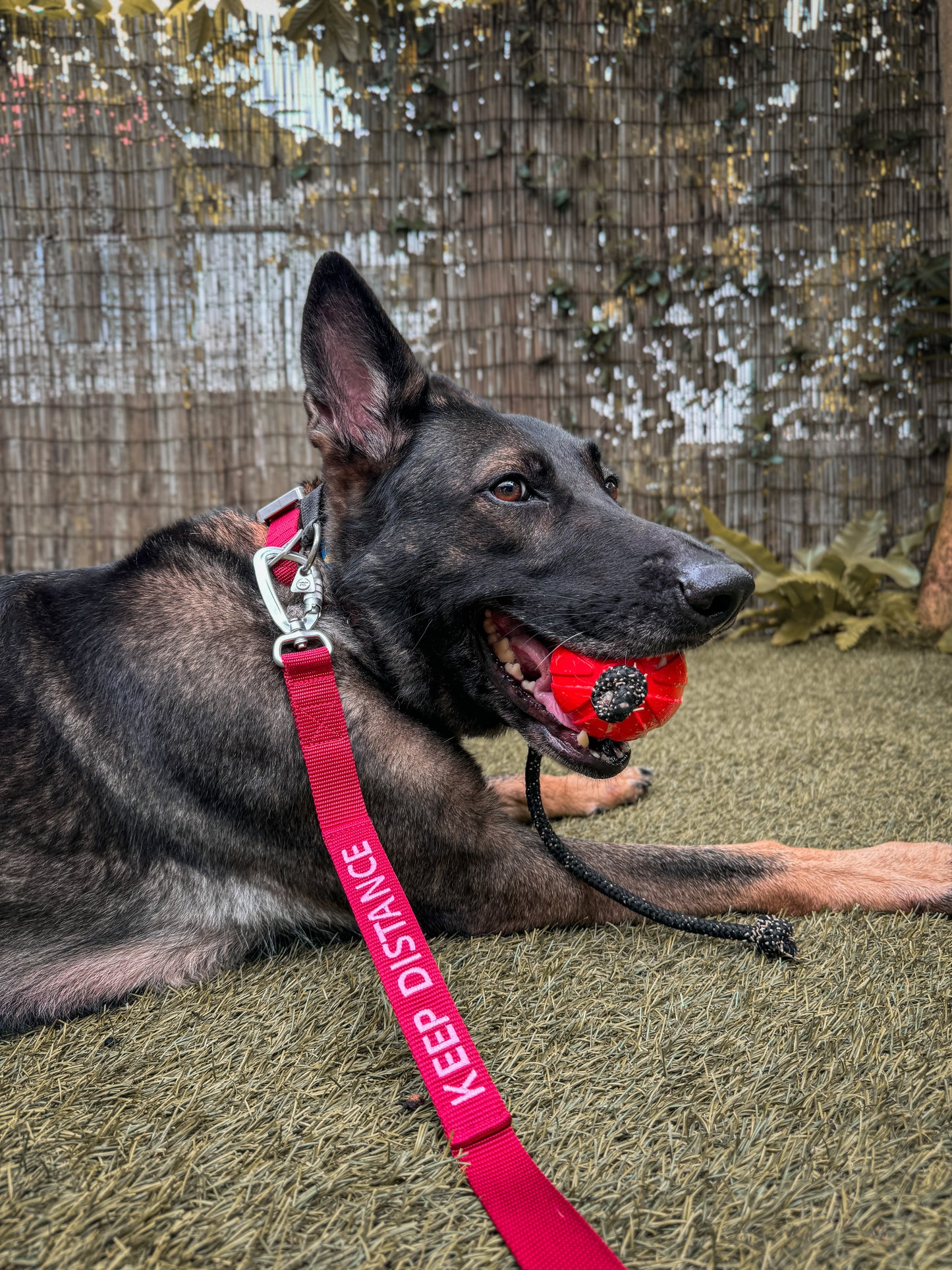 Aeon is a german shepherd, featuring in our berry red Everyday Leash with light lilac embroidery
