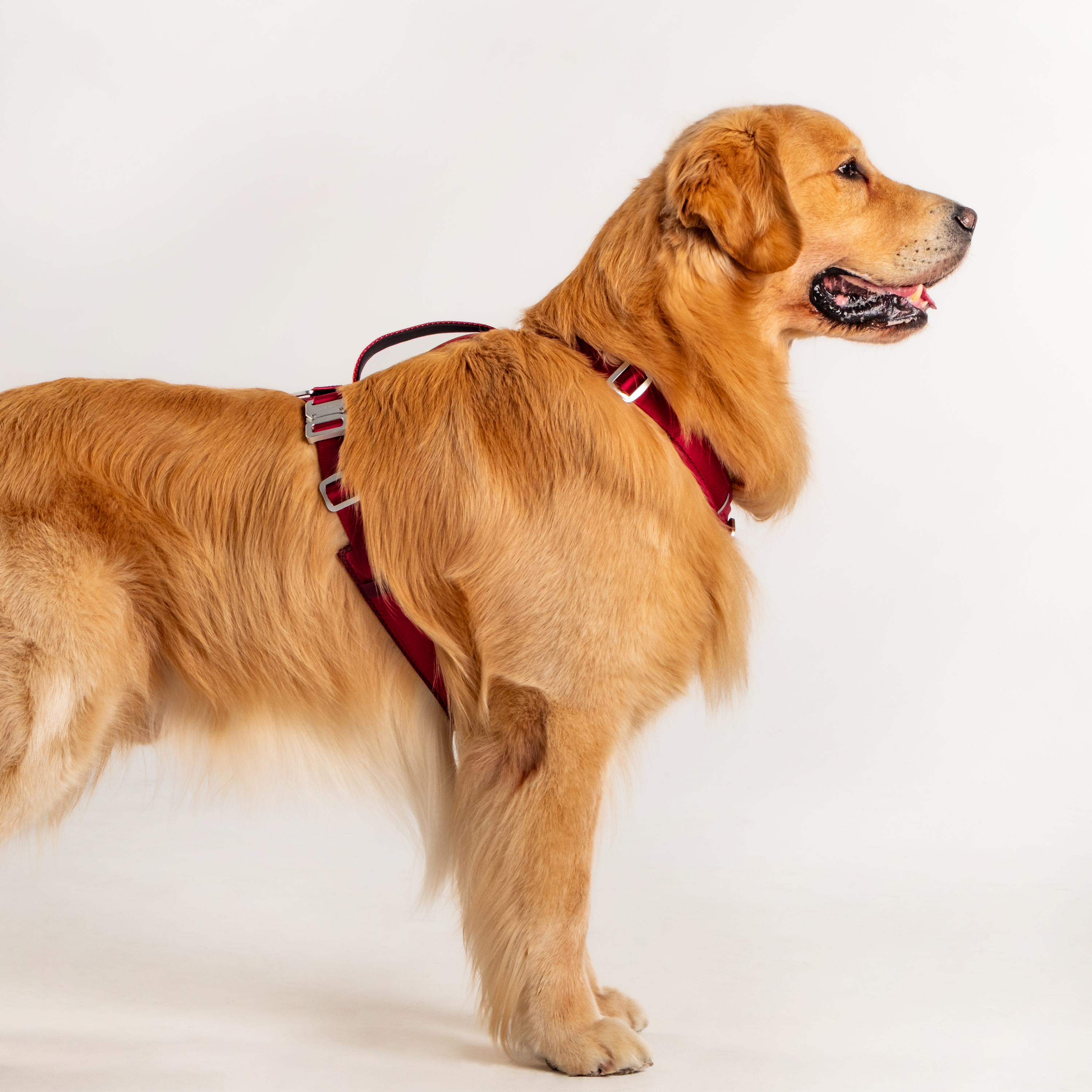 Y Harness Signature Red