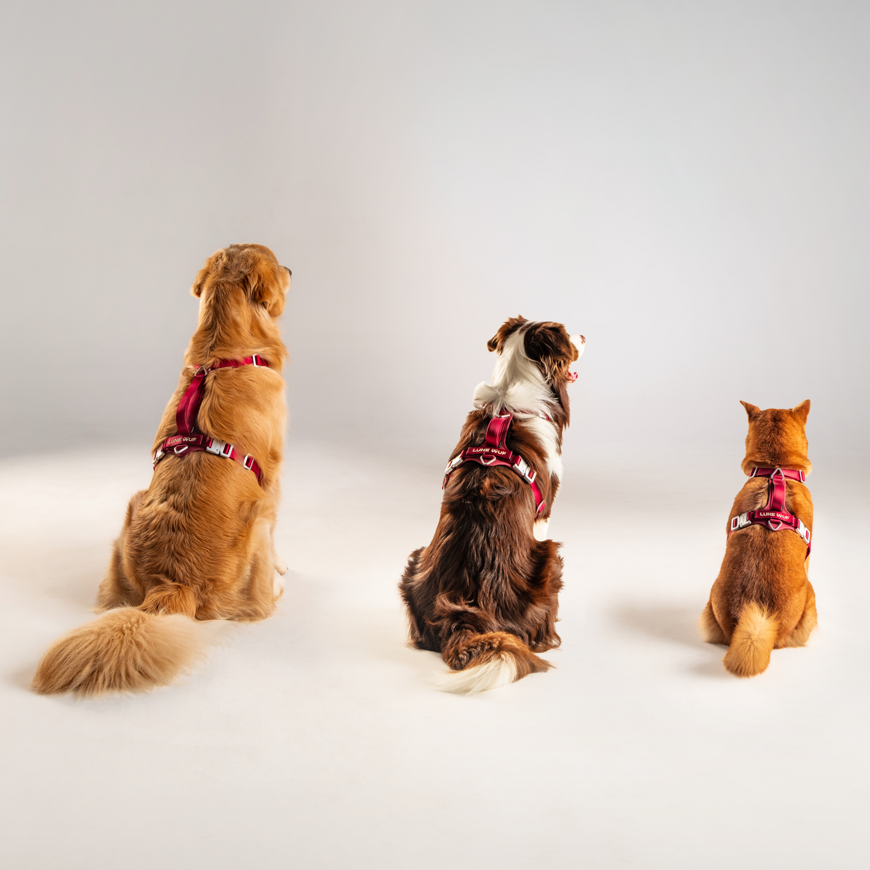 Y Harness Signature Red
