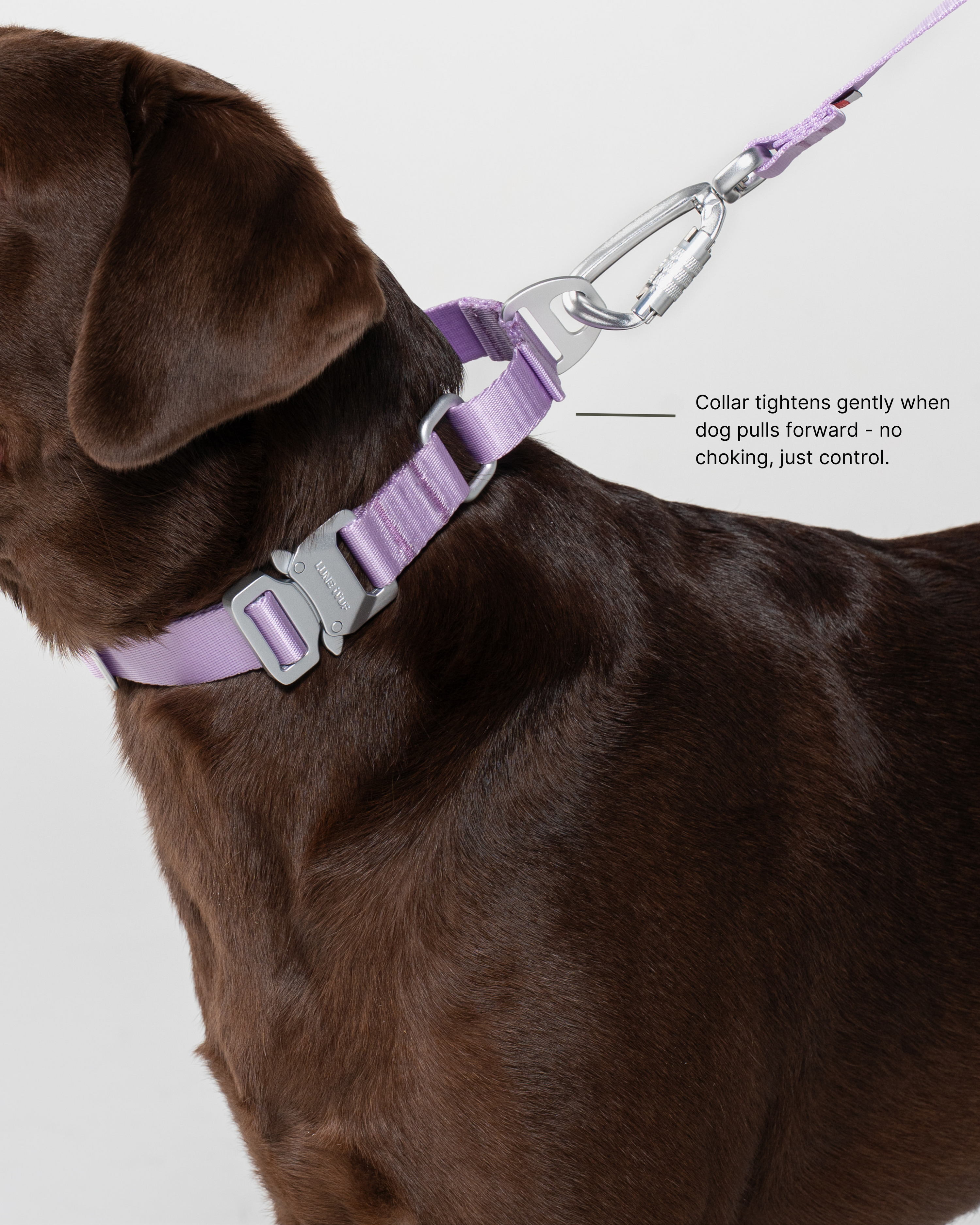 Buckle Martingale Sand Dune