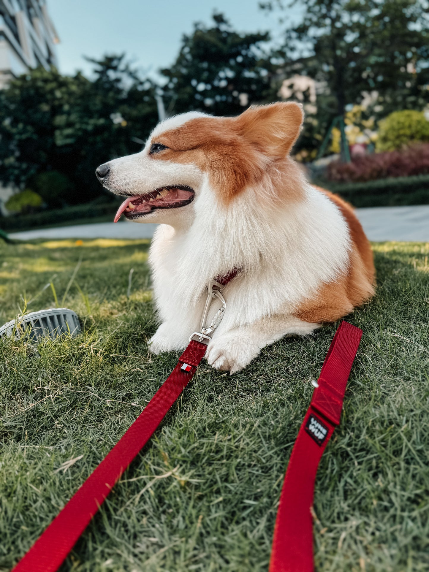 a corgi dog wearing 25mm berry red collar matched with a berry red leash, laying on the grass